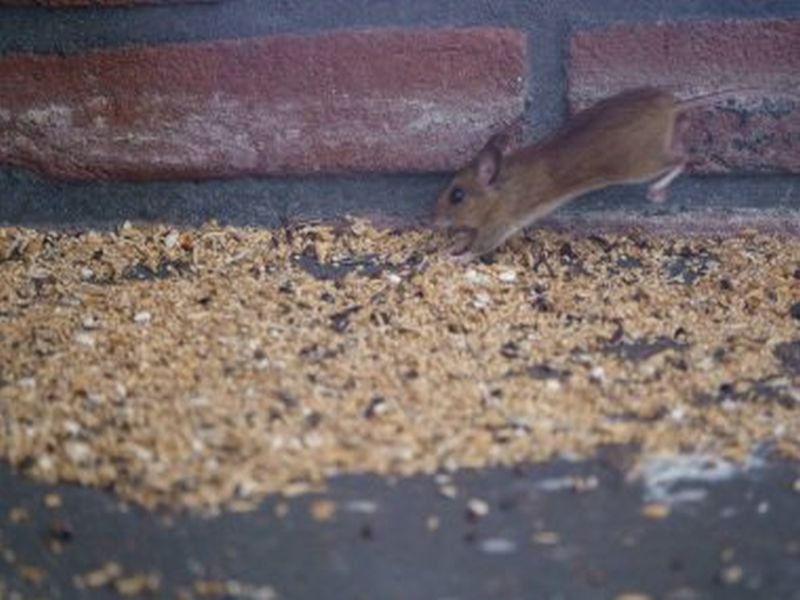 Pest Control Excellence: Banishing Rats from Your Home